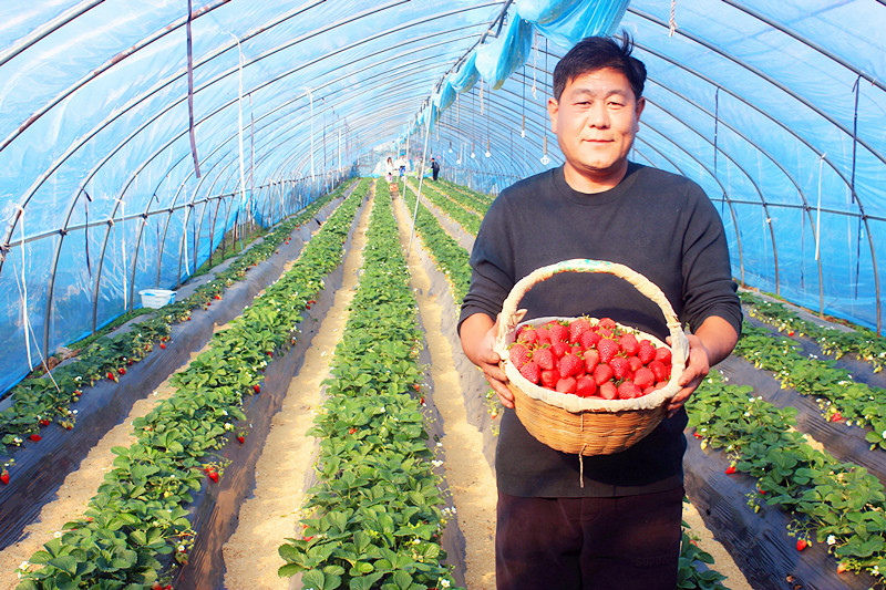 2025��ɽ�|��ݮ�a(ch��n)�I(y��)����A�M���_�����f���R�ϲ�ݮ�@��ժ�ý�